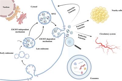 Role of exosomal microRNAs in cancer therapy and drug resistance mechanisms: focus on hepatocellular carcinoma